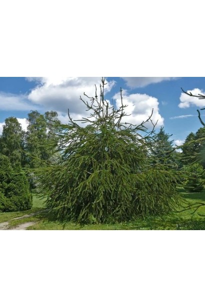 Ель обыкновенная Виргата